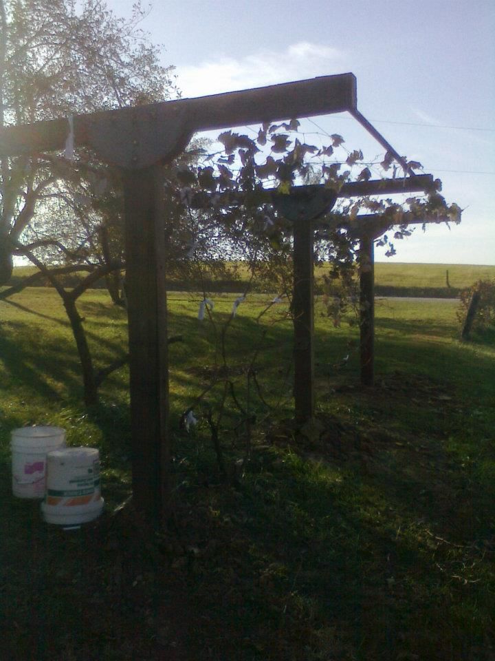 Build a Grape Trellis to Last a Lifetime