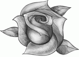 Drawing a Realistic Rose - Instructables