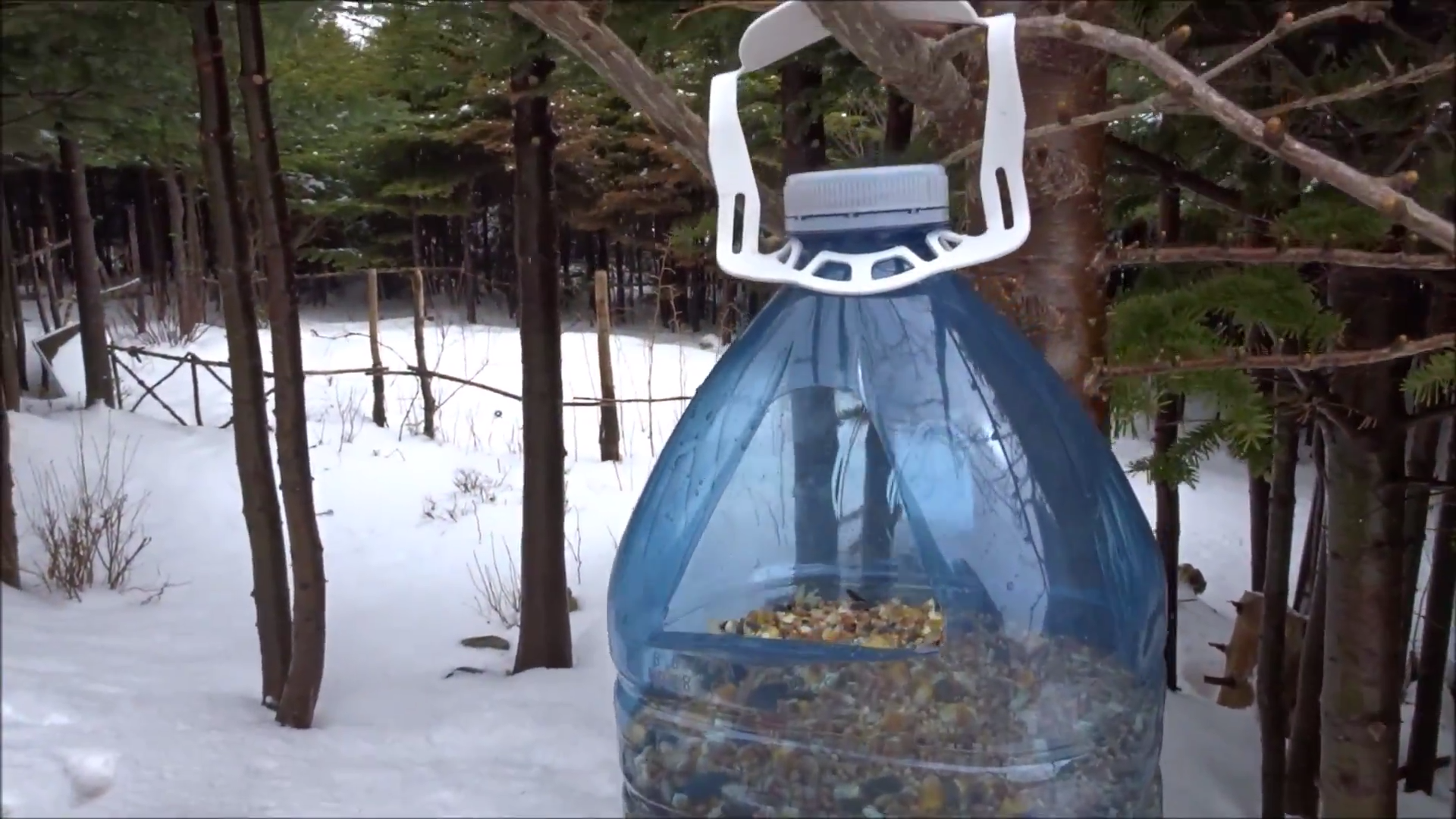 Make an Easy Bird Feeder