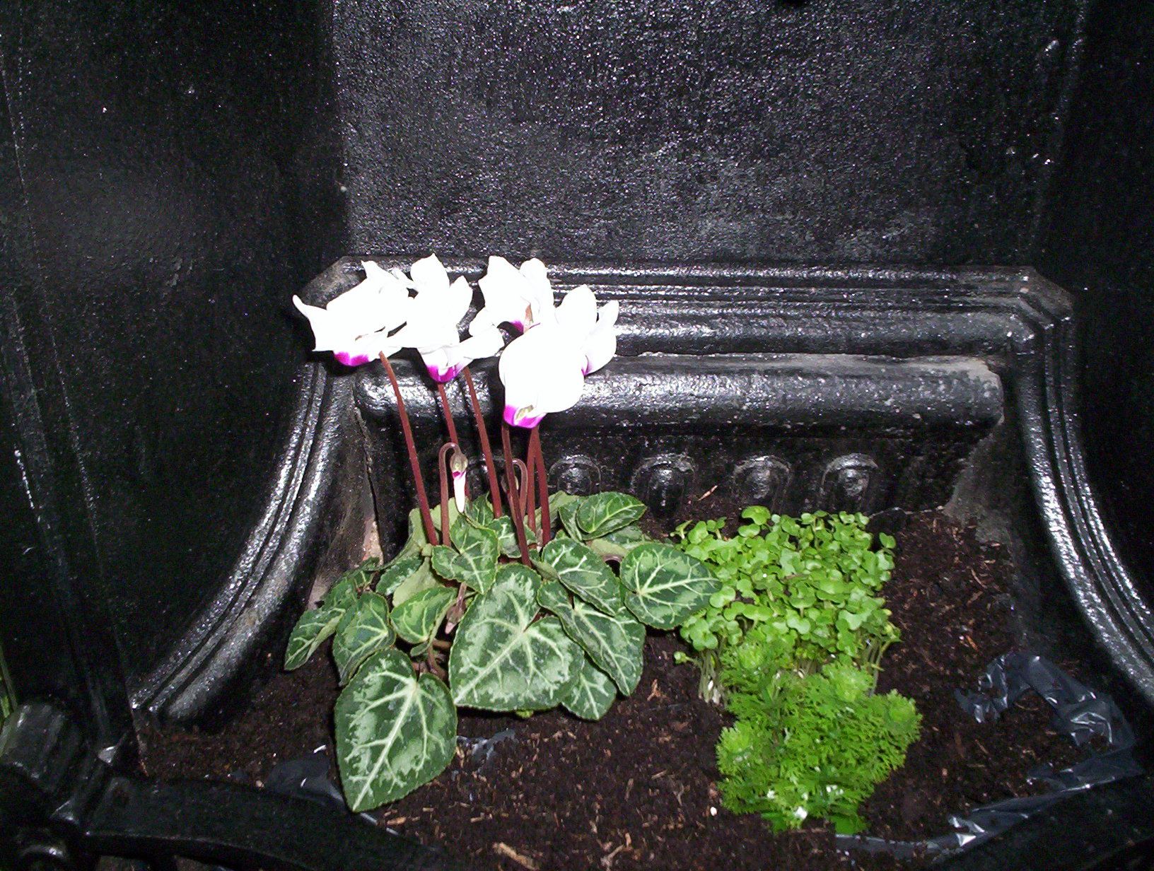 How to Liven Up a Disused Fireplace With Plants.