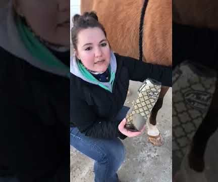 How to Properly Put a Boot on a Horse