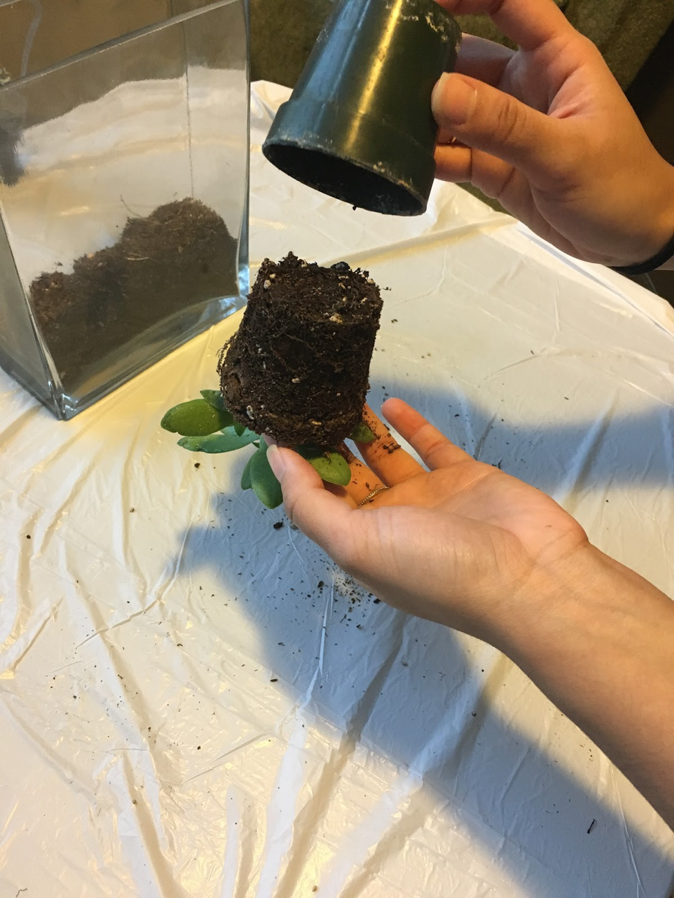 Adding Plants