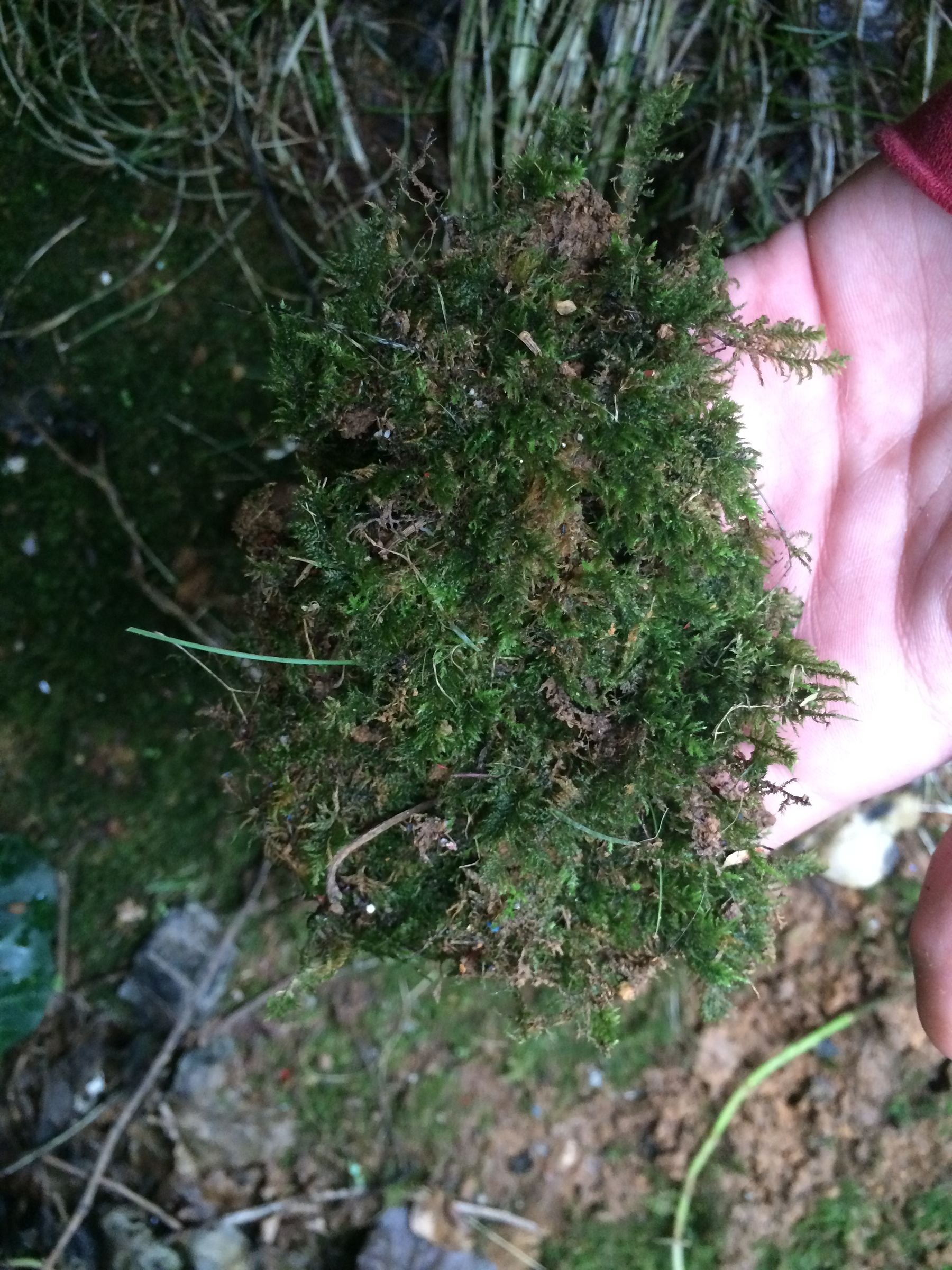 How to Make Moss Graffiti (100 Working Method) 7 Steps (with