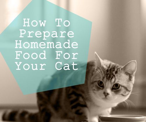 How to Prepare Healthy Homemade Food for Your Cat