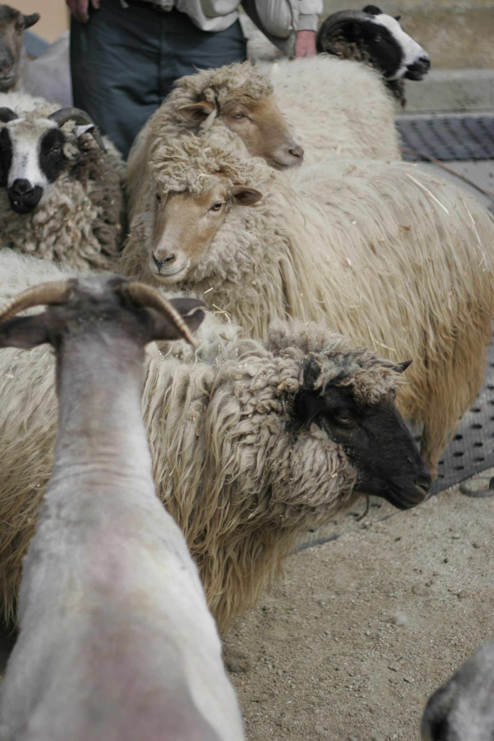 Wash Wool or Other Fibers for Spinning.