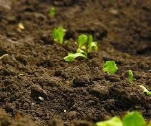 Soil Moisture Sensor Plan
