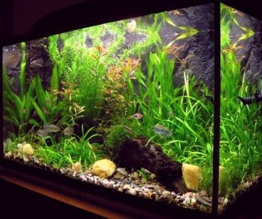 How to Keep Happy Fish