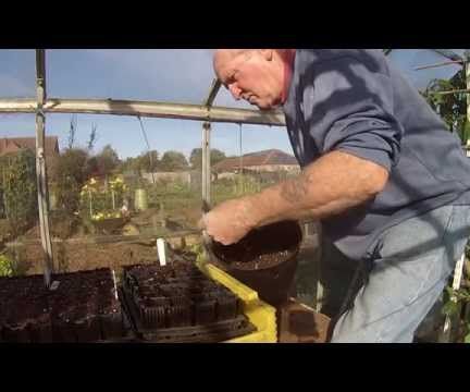 Sowing Sweet Peas and Managing Raspberry Plants 