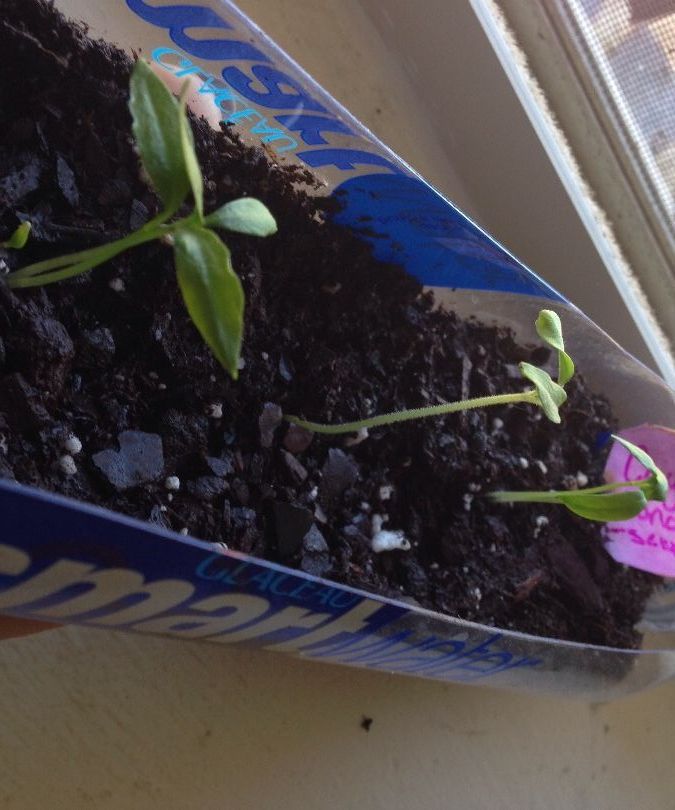 Seedling Canoe