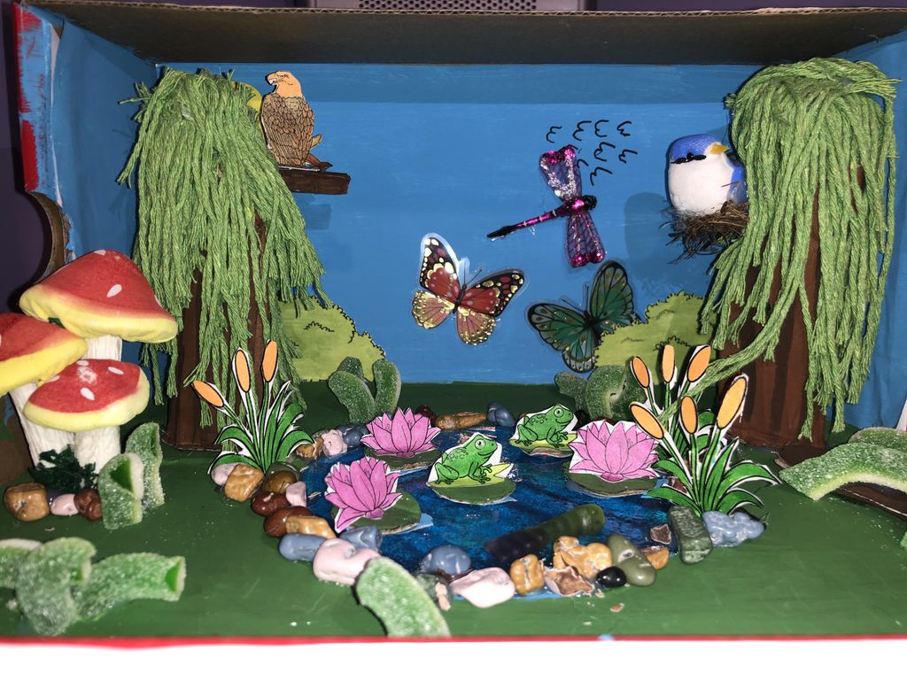 Pond Paper Project Pond Ecosystem Project