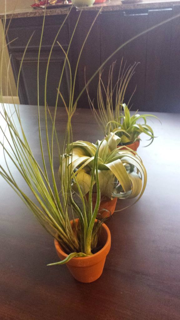  AirPlant Terrarium Gift Kit