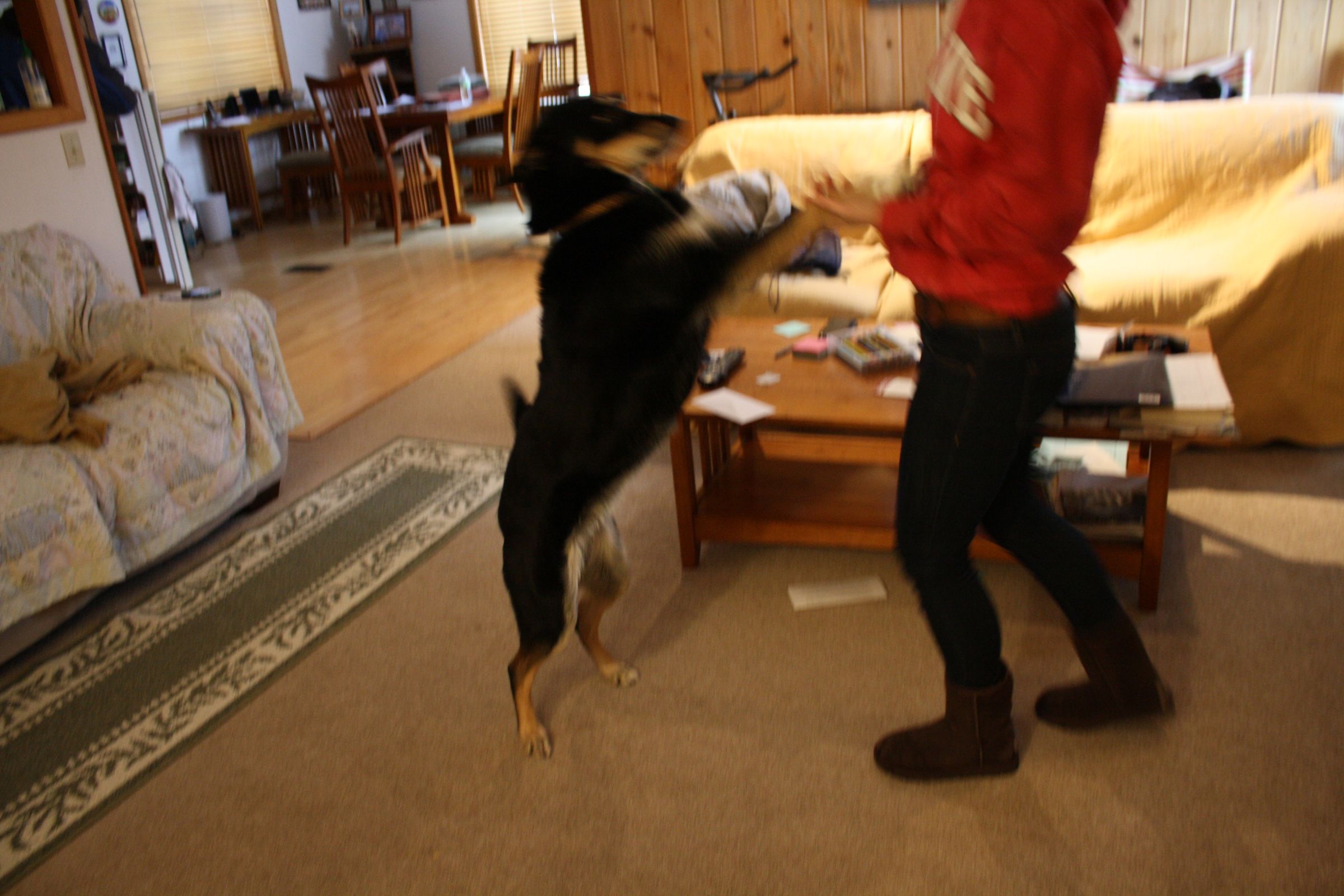 How to Make Your Dog Jump Up and Kiss Your Face 5 Steps Instructables