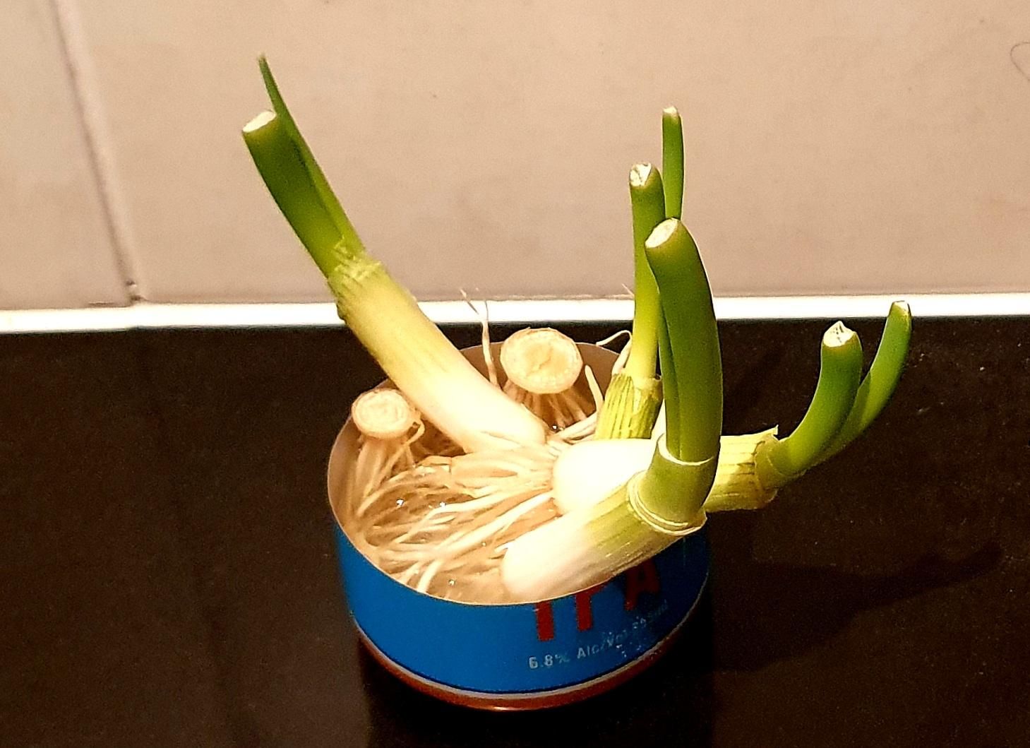 Regrowing Spring Onions 8 Steps (with Pictures) Instructables