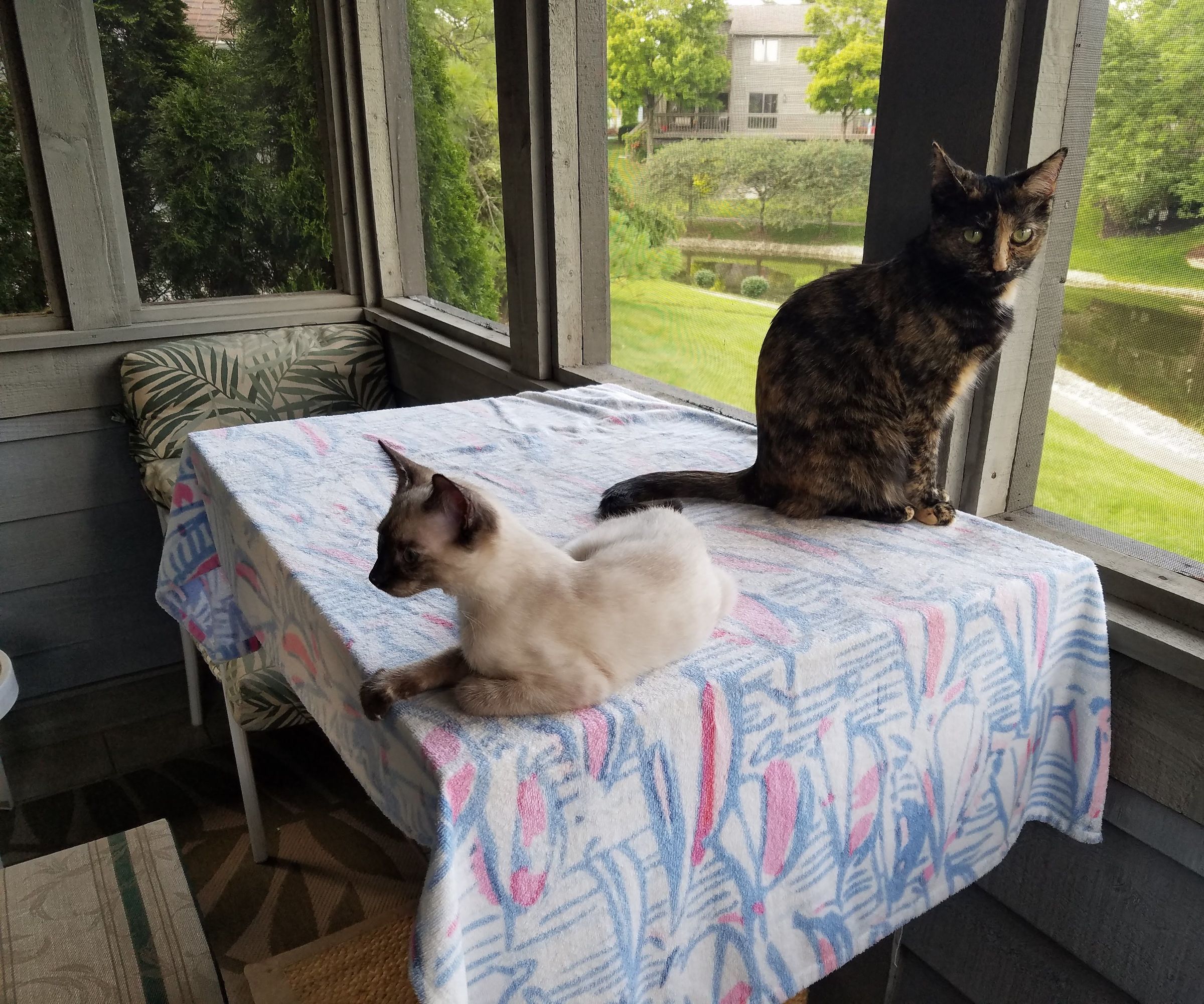 Porch Plexiglass Storm Windows