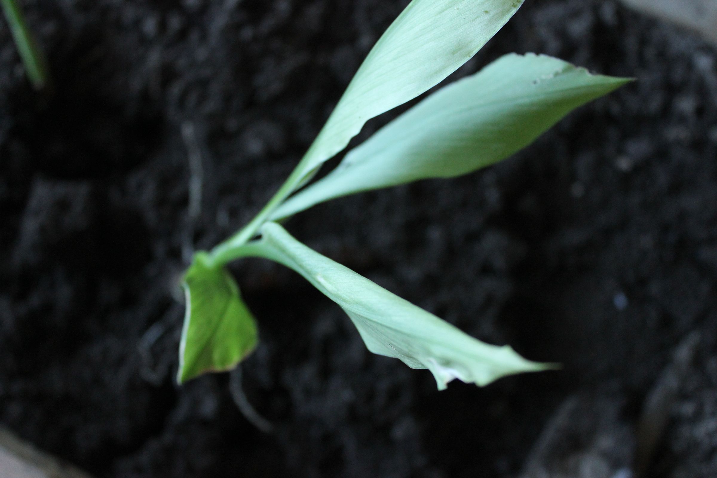 Home-grown Organic Turmeric & Ginger Update. Curcuma/gingembre Bio, Ca Pousse!  Curcuma Y Jengibre Organicos 2 -  Raíces Y  Nuevos Brotes