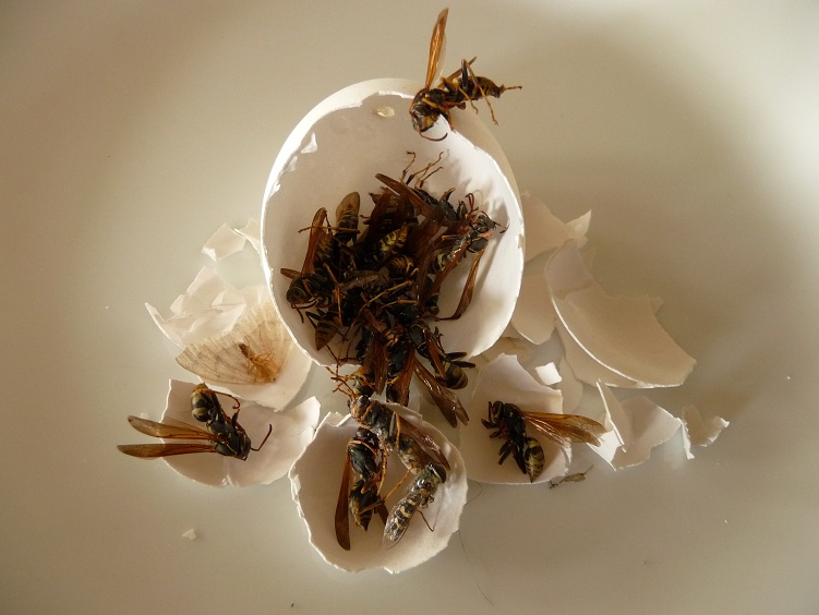 BUZZ-OFF Fertilizer 1-2-3 Easy Steps!