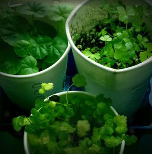 Starbucks Paper Cup Garden - Instructables