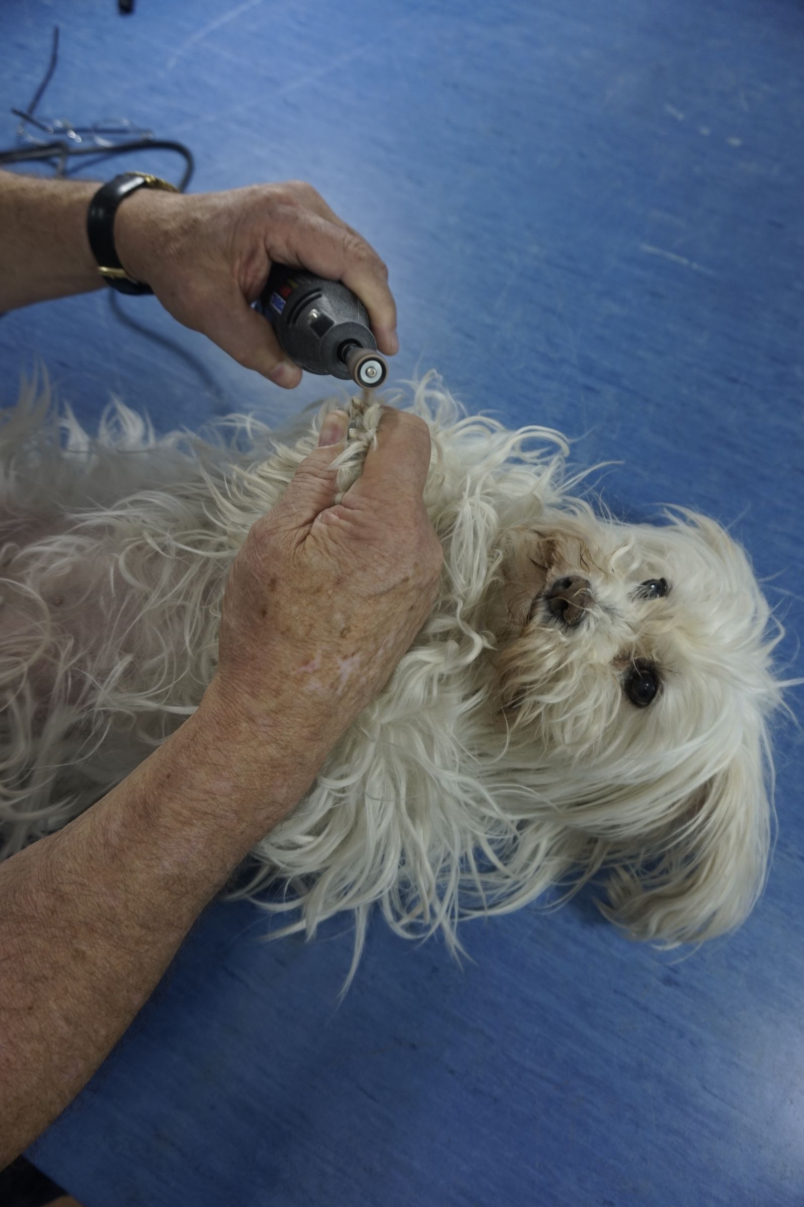 Using a Rotary Tool to Trim a Dogs Nails 4 Steps Instructables