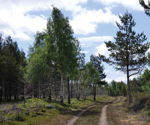 Woodland Investment - the Truly Green Alternative