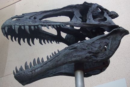 PaleoDan