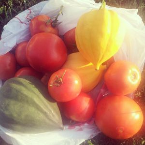 Plant and Grow
