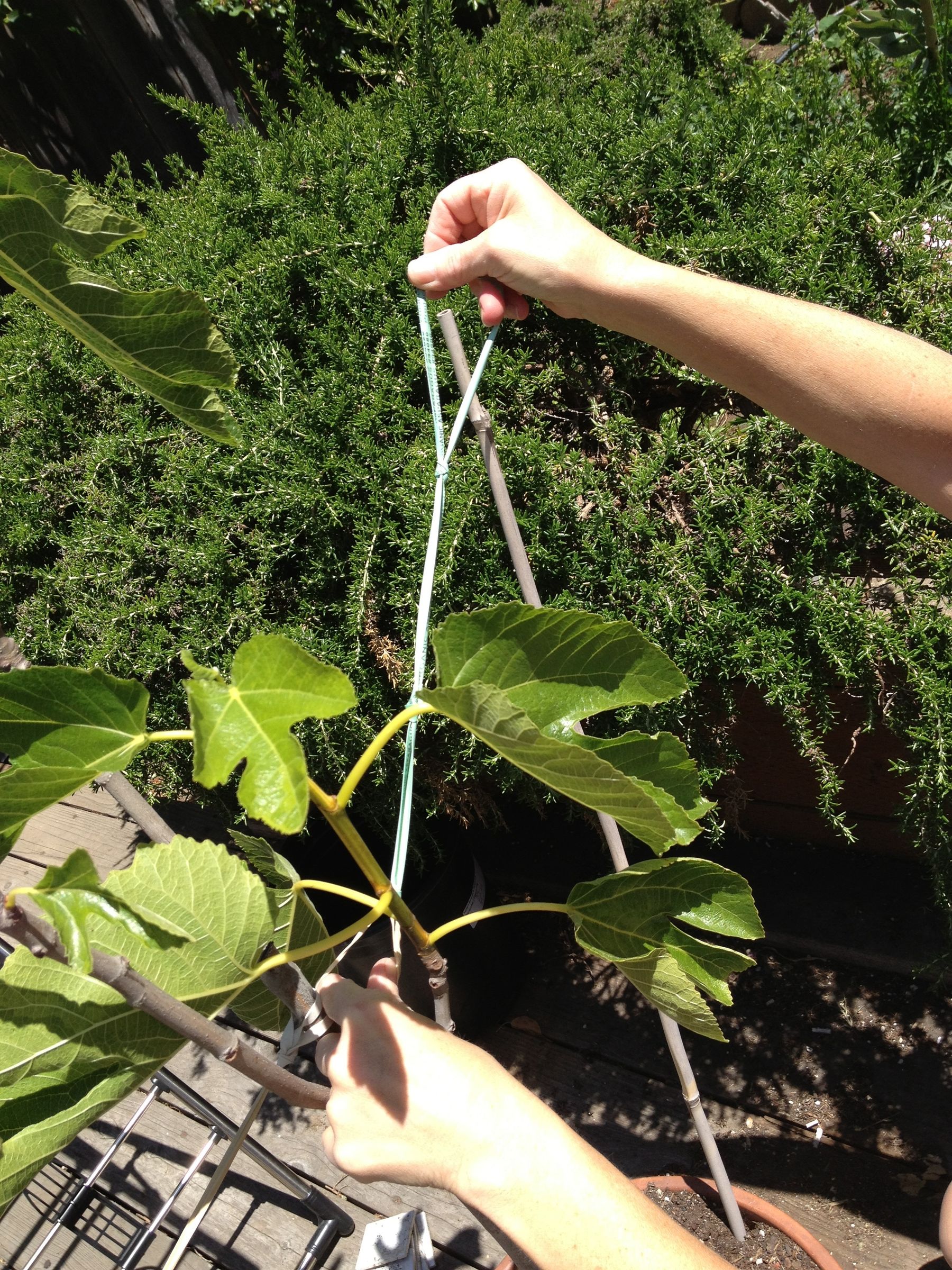 Stabilizing Tree Anchor 3 Steps Instructables