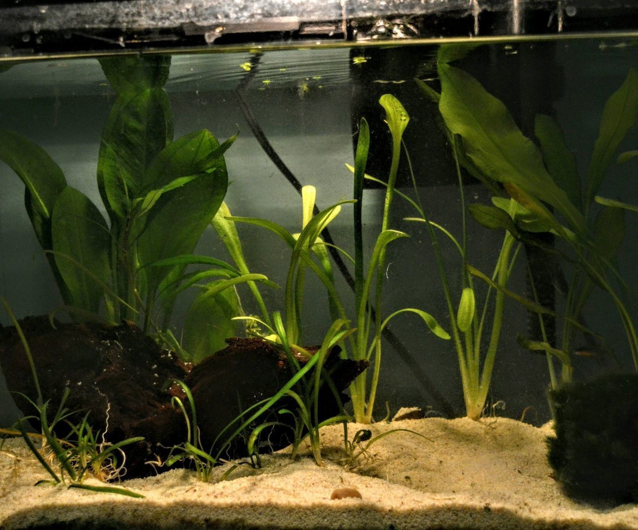 Aquascaping: the Art of the Underwater Garden