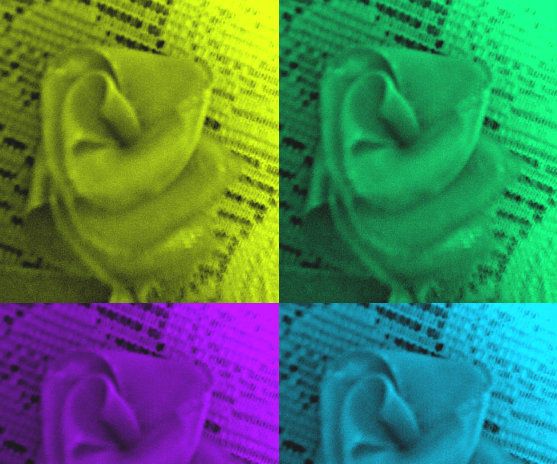 Make a Rose With Just a Ribbon in Under 90 Seconds