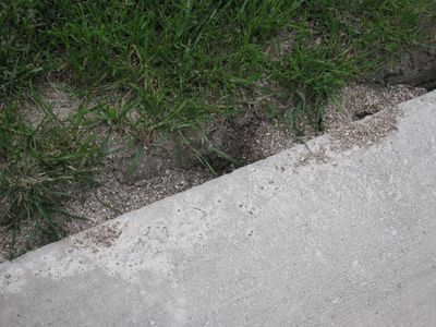 Fill and Deploy Ant Baits!