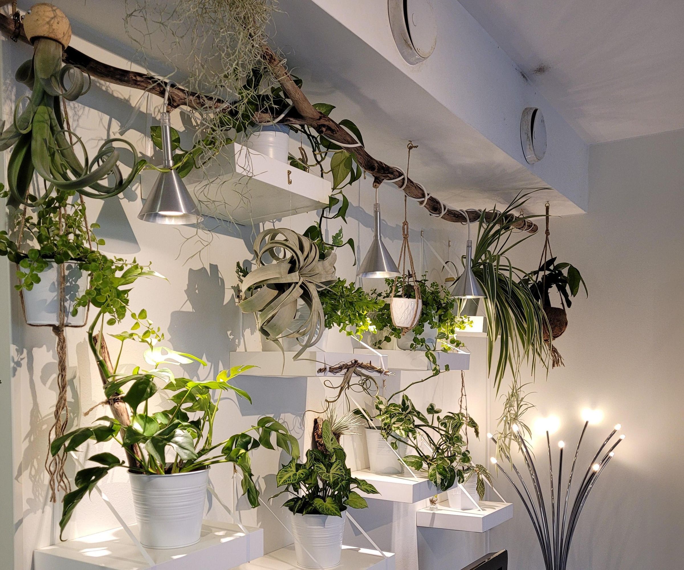 DIY Jungle Plant Wall