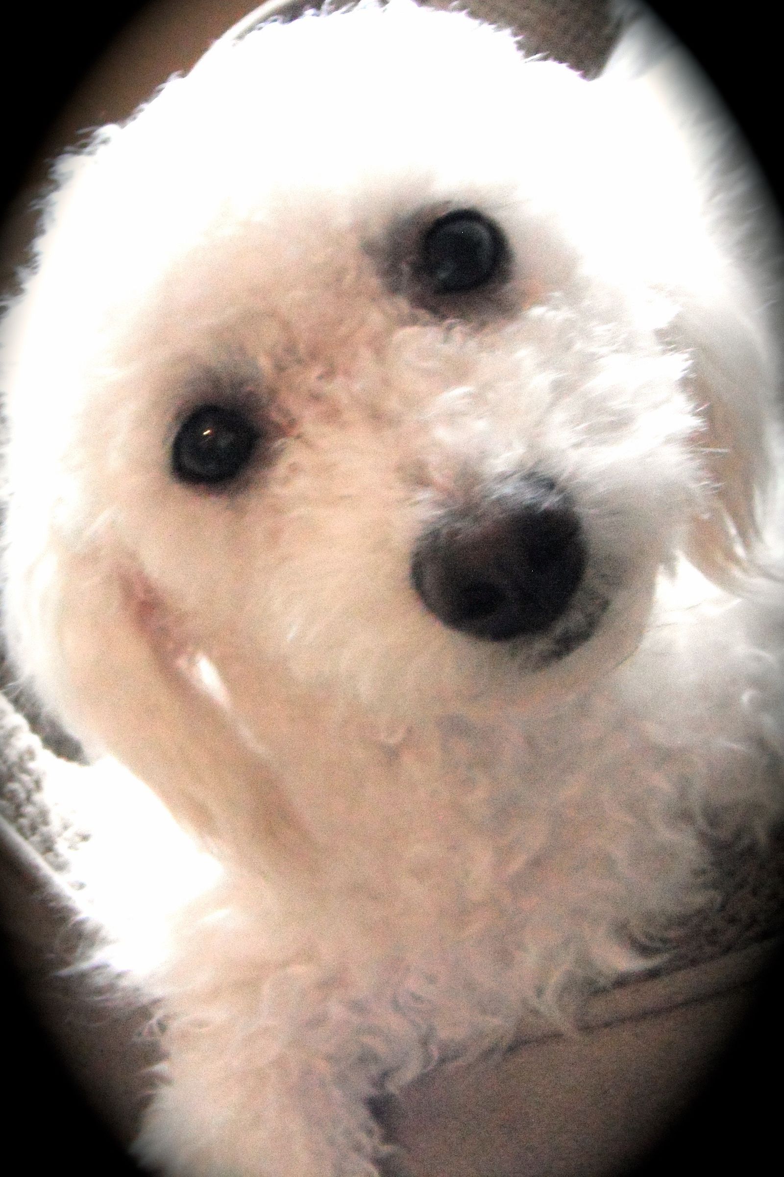 World's Best Dog Treats