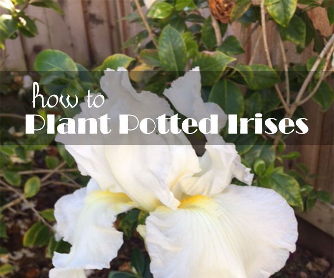 How to Plant Potted Irises