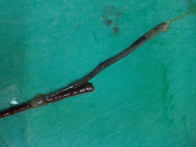 Rock Lobster Pondo-Style