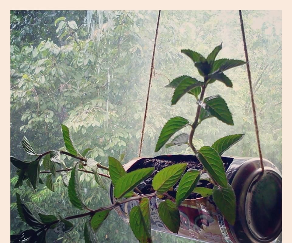 Mike's Hanging Kitchen Planter