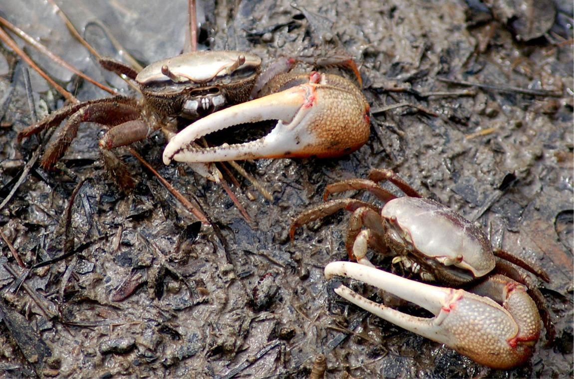 Fiddler Crab Care