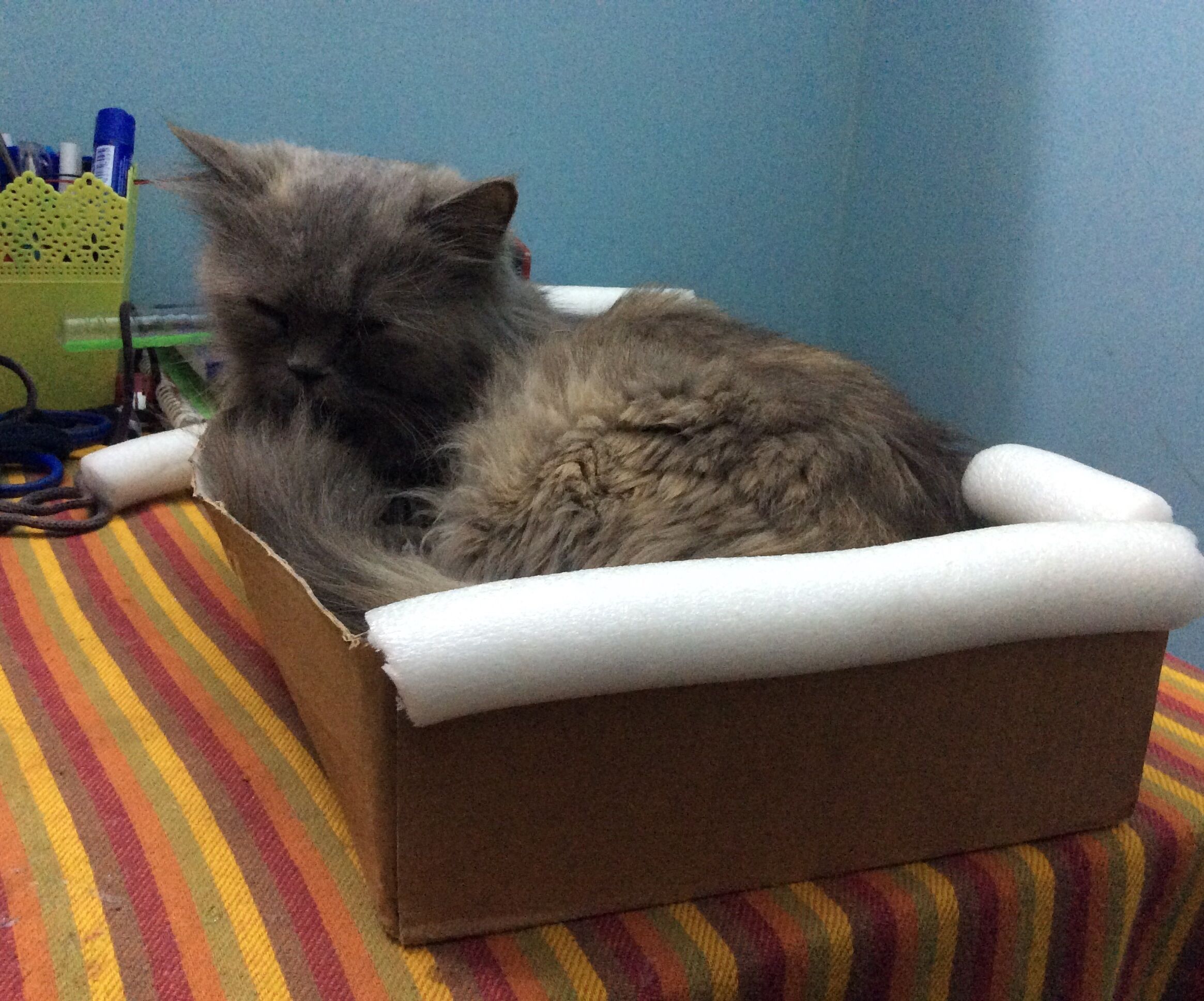 DIY Cat Bed 