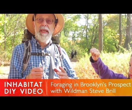 How to Forage for Wild Edibles in Your Local Park