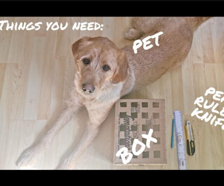 How to Make a Simple Whac-A-Mole Toy for Your Pet
