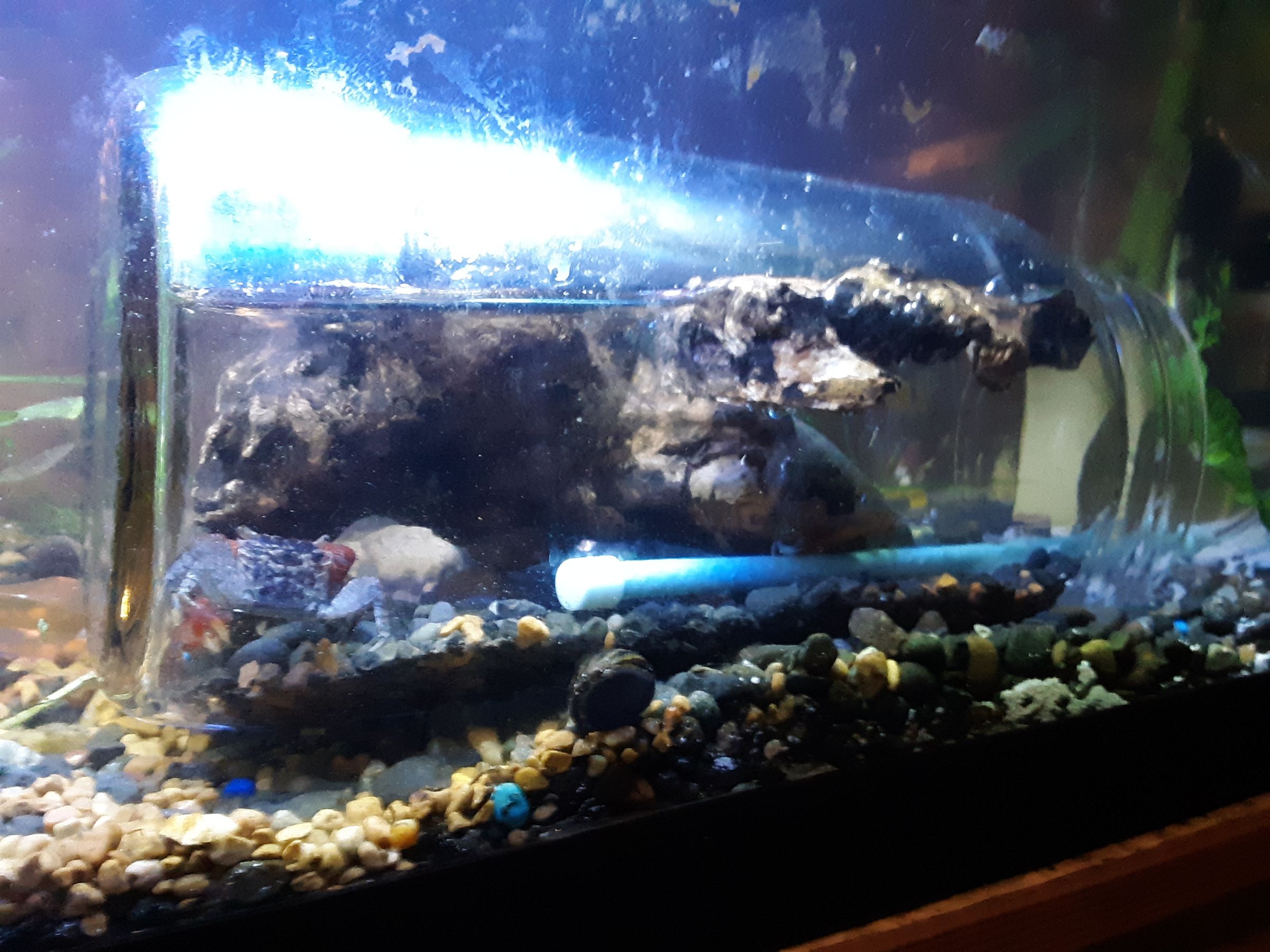 Fiddler Crab Habitat Setup