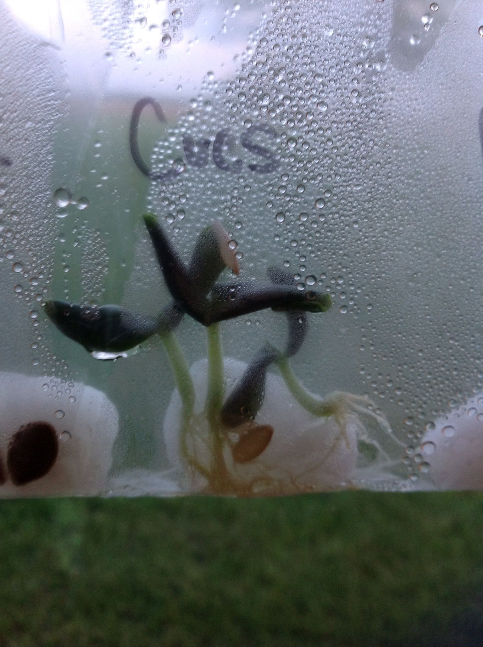 Early Sprouters