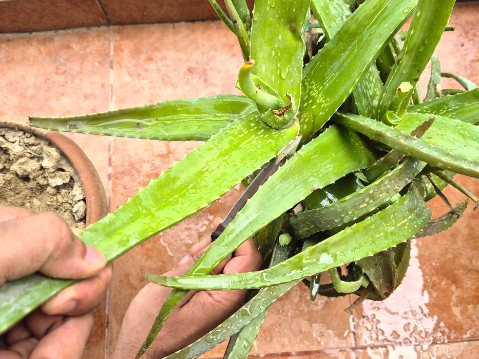 Pure Hydration: Aloe Vera Juice for a Healthy You : 9 Steps (with Pictures)  - Instructables