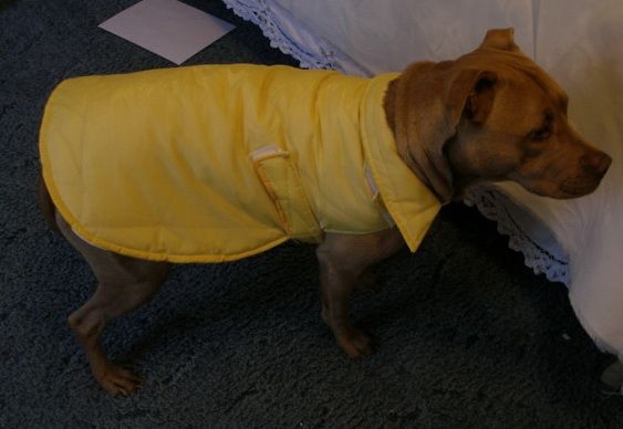Weather resistant coat for you pet