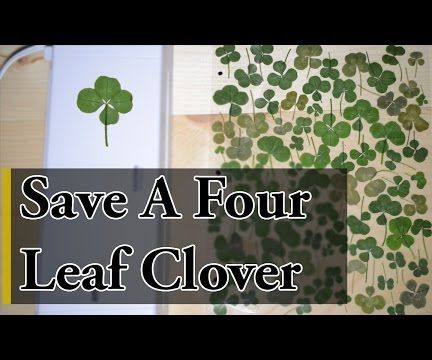 How to Preserve a Four Leaf Clover