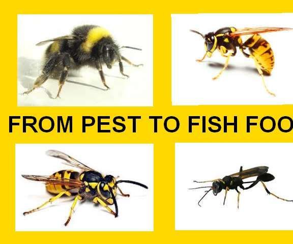 FROM PEST TO FISH FOOD!