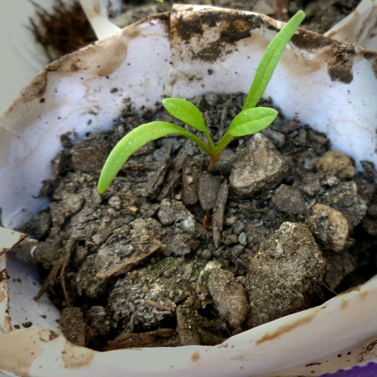How to Make Your Own Seed-starter Cups- That Are GOOD for Plants!