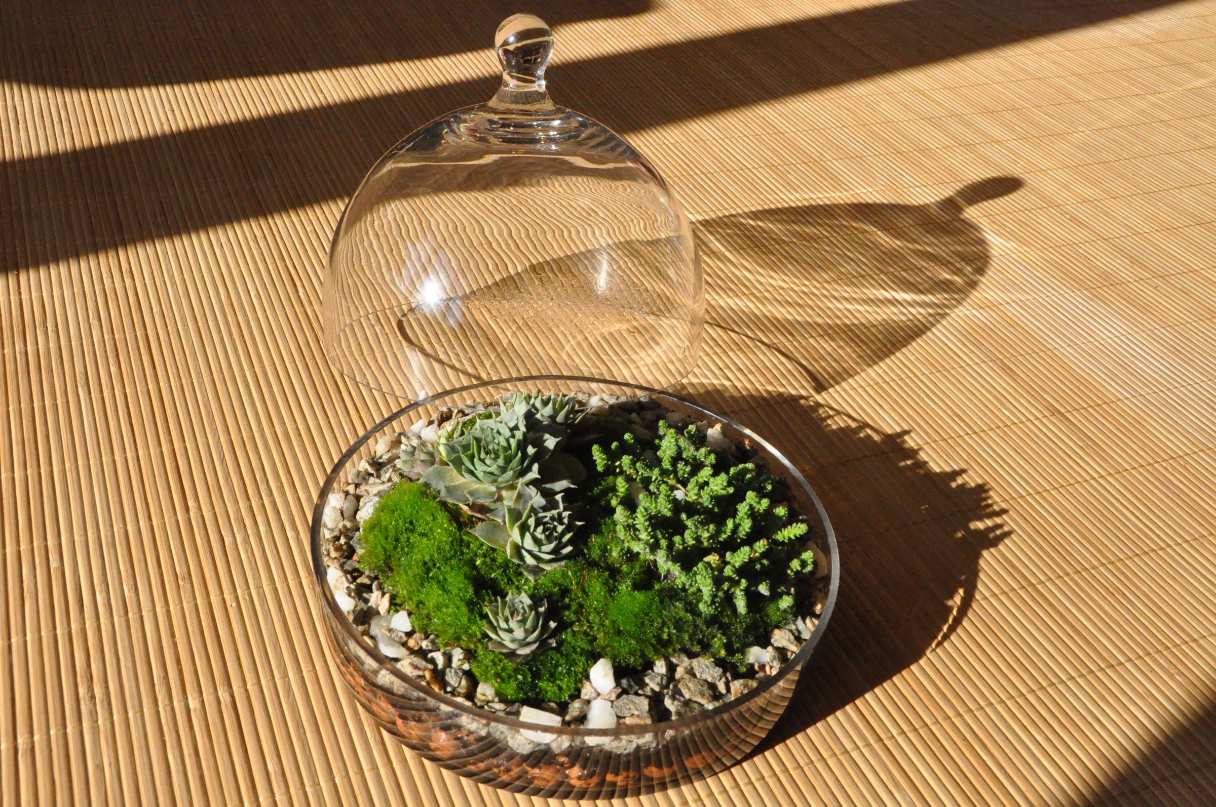 Plant Terrarium Basics. 5 Steps (with Pictures) Instructables