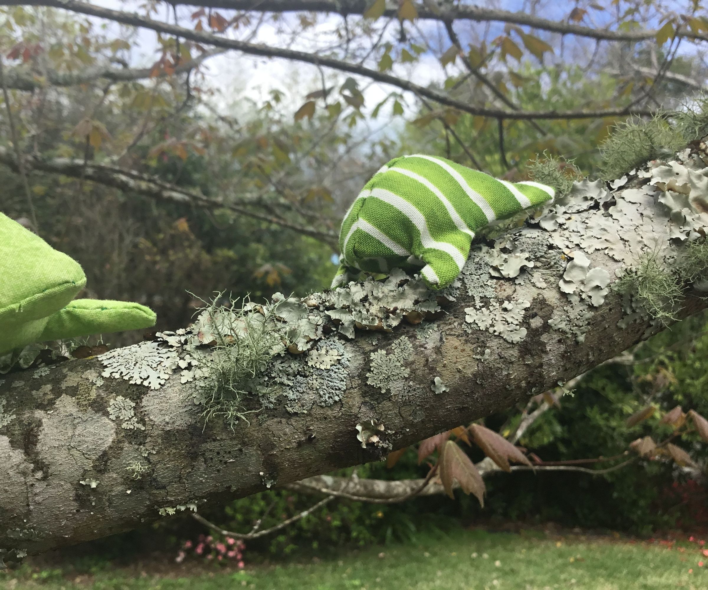 Tiny Frog Sewing Project