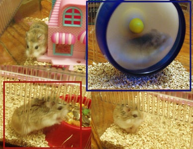 Hamster to Mongolia