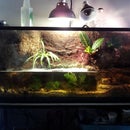 Paludarium/Terrarium Build