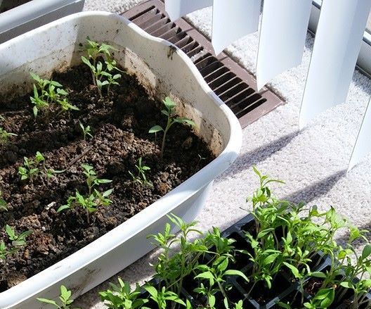 Organic Indoor Gardening